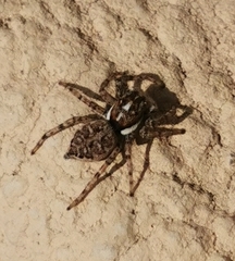 Menemerus semilimbatus