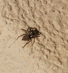 Menemerus semilimbatus