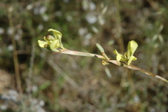 Moraea bellendenii