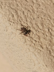 Menemerus semilimbatus