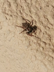 Menemerus semilimbatus