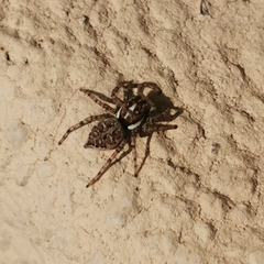 Menemerus semilimbatus