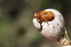 Eucecidoses minutanus