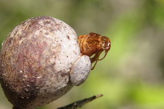 Eucecidoses minutanus