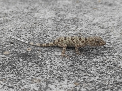 Tenuidactylus caspius