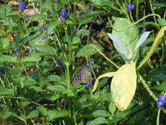 Ideopsis vulgaris macrina