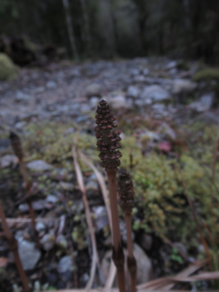 field horsetail from Mokihinui, New Zealand on October 23, 2021 at 07