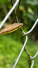 Oxybelis rutherfordi