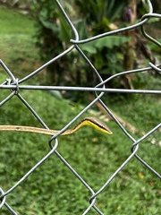 Oxybelis rutherfordi