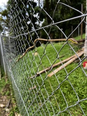 Oxybelis rutherfordi