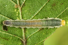 Nematinus fuscipennis