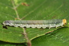 Nematinus fuscipennis