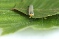 Nematinus fuscipennis