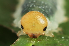 Nematinus fuscipennis