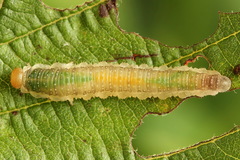 Nematinus fuscipennis