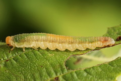Nematinus fuscipennis