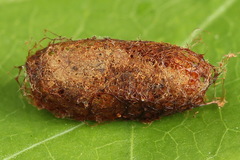 Nematinus fuscipennis