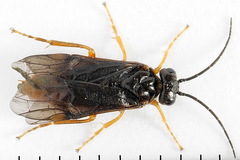 Nematinus fuscipennis