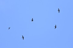 Hirundapus giganteus