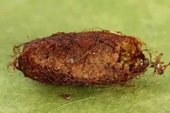 Nematinus fuscipennis