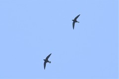 Hirundapus giganteus