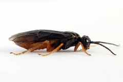 Nematinus fuscipennis