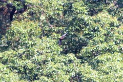 Hirundapus giganteus