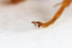 Nematinus fuscipennis