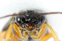 Nematinus fuscipennis