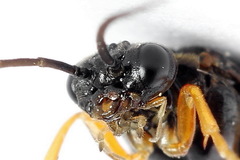 Nematinus fuscipennis