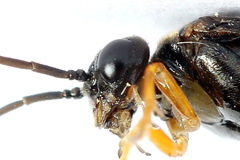 Nematinus fuscipennis
