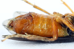 Nematinus fuscipennis