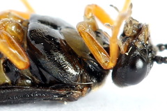 Nematinus fuscipennis