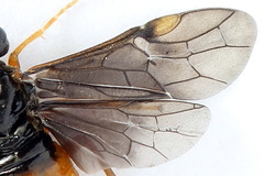Nematinus fuscipennis