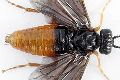 Nematinus fuscipennis