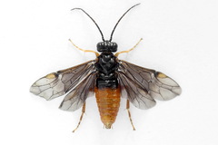 Nematinus fuscipennis