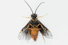 Nematinus fuscipennis