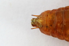 Nematinus fuscipennis