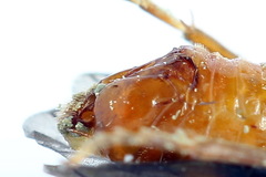 Nematinus fuscipennis