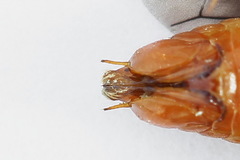 Nematinus fuscipennis