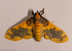 Pachynoa thoosalis