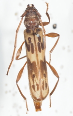 Xystrocera skeletoides