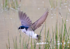 Chilean Swallow photo 5