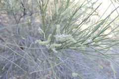 Prosopis sericantha