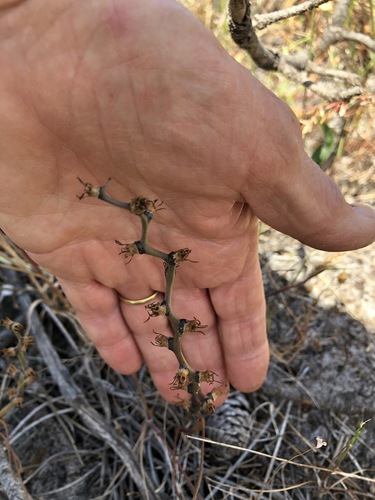 Wurmbea monopetala (Wurmbea monopetala)