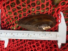 Elliptio fisheriana