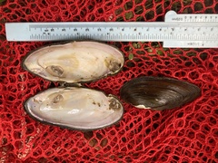 Elliptio fisheriana