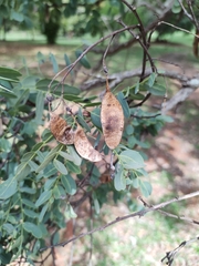 Dalbergia miscolobium