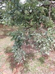 Dalbergia miscolobium