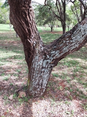 Dalbergia miscolobium